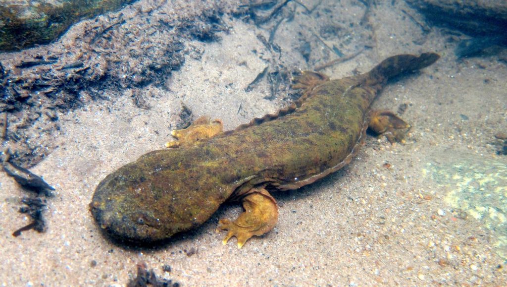 Image of Hellbender Salamander